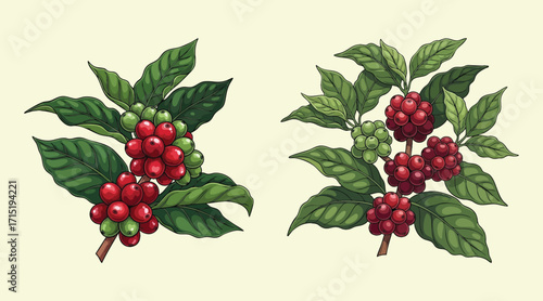 coffee plant and coffee fruit illustration template design