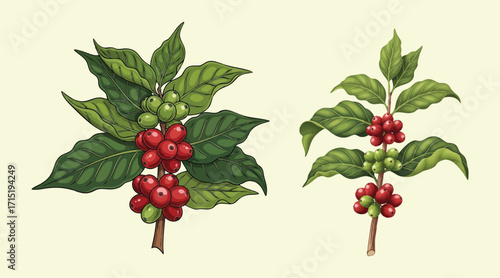 coffee plant illustration template design