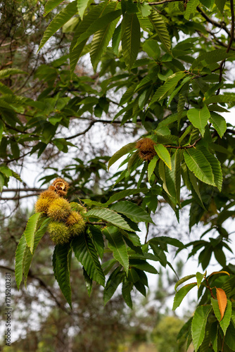 Sweet chestnut fruit on a branch. Castanea sativa tree