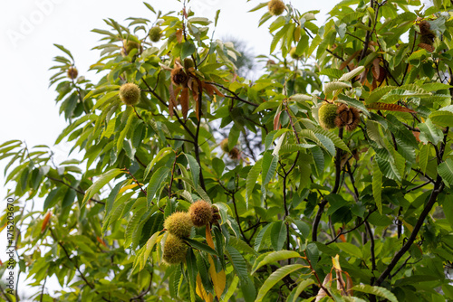 Sweet chestnut fruit on a branch. Castanea sativa tree