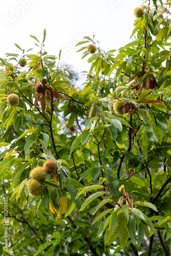 Sweet chestnut fruit on a branch. Castanea sativa tree