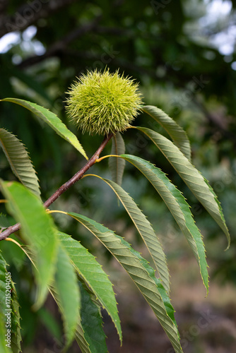 Green hedgehog of Castanea sativa tree
