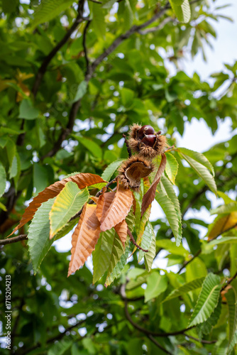 Sweet chestnut fruit on a branch. Castanea sativa tree