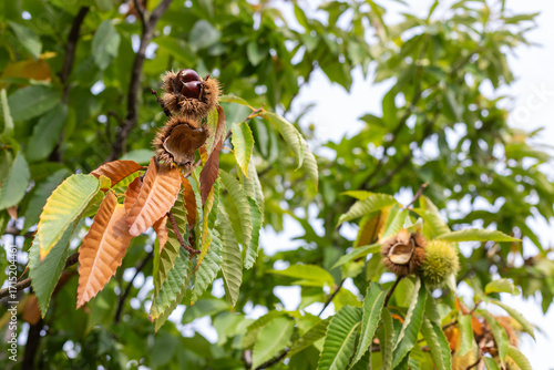 Sweet chestnut fruit on a branch. Castanea sativa tree