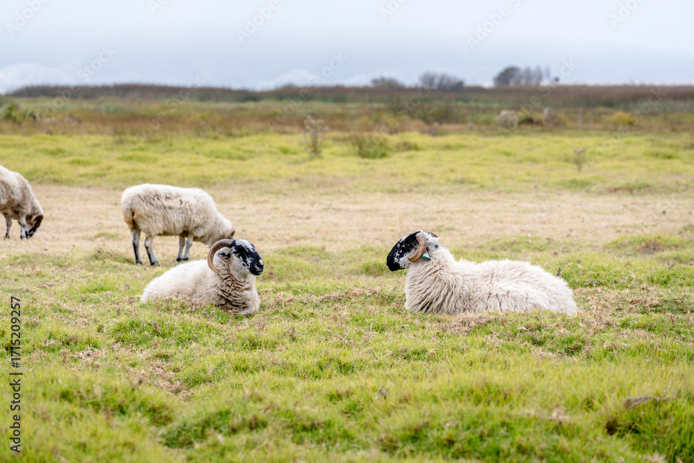 Fototapeta premium Sheep laying in grassy field 
