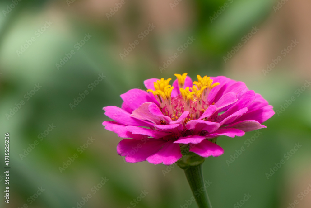 Obraz premium 花壇に咲く美しいピンクのヒャクニチソウ