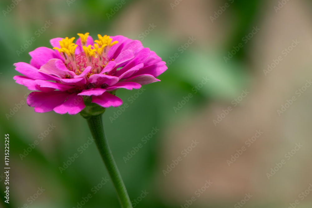 Obraz premium 花壇に咲く美しいピンクのヒャクニチソウ