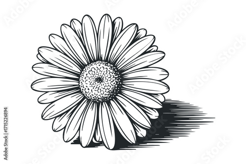 Single Daisy Flower Outline with Shadow. Vector hand drawn