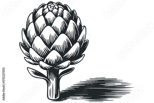 Monochromatic artichoke sketch with striped shadow on white. Vector hand drawn