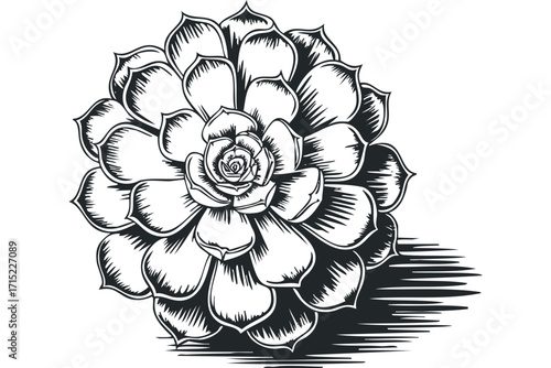 Detailed black and white line drawing of a succulent plant on a transparent background. Vector hand drawn