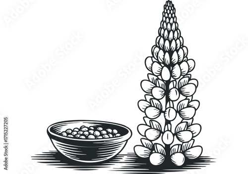 Lupine flower and bowl of peas graphic on transparent background. Vector hand drawn
