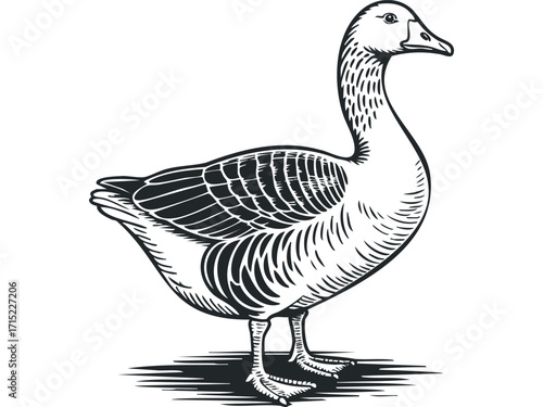 Vector Goose Standing Isolated on White. Vector hand drawn
