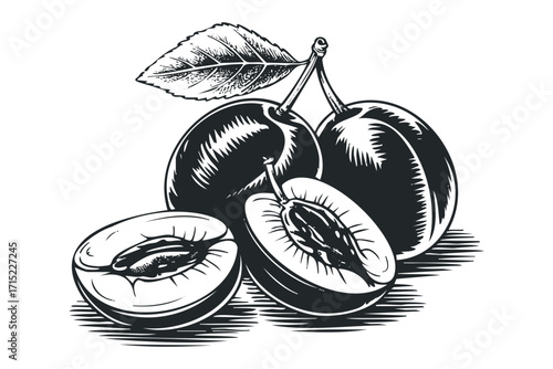 Line drawing of ripe plums with a leaf and stem on a transparent background. Vector hand drawn