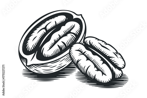 Pecan halves and kernels in woodcut style on transparent background. Vector hand drawn
