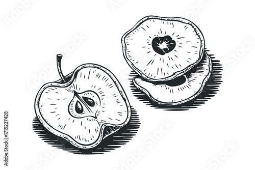 Line drawing of sliced apple and whole apple sections on transparent background. Vector hand drawn