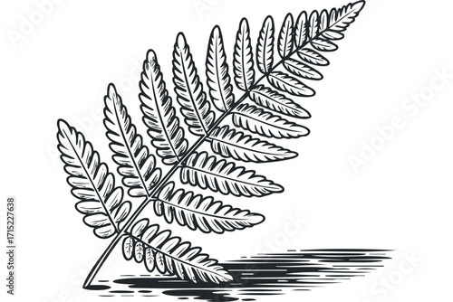 Single Fern Frond Line Art Transparent. Vector hand drawn