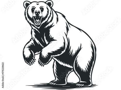 Ferocious bear standing on hind legs, aggressive pose, graphic art. Vector hand drawn