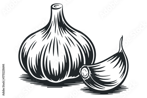Bold graphic of a garlic bulb and clove on a transparent background. Vector hand drawn