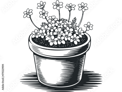 Potted flowering plant isolated on transparent background. Vector hand drawn
