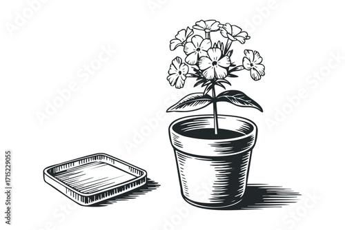 Black and white outline of a potted flowering plant with a tray. Vector hand drawn
