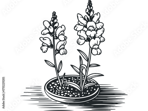 Two flowering snapdragon plants in a pot on a textured surface. Vector hand drawn