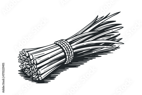 Bundle of thin dry stalks tied with twine on transparent. Vector hand drawn