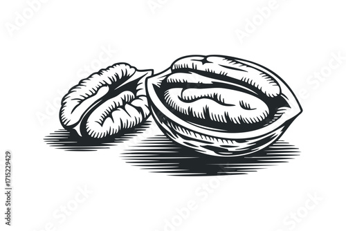 Pecan halves and whole nut isolated on white, graphic illustration. Vector hand drawn