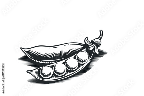 Black and white line drawing of a single pea pod with peas inside on a transparent background. Vector hand drawn