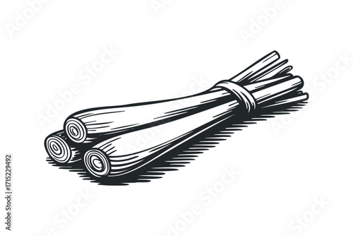 Bunch of fresh lemongrass stalks tied together with a string,. Vector hand drawn