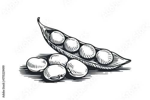 Sketch of Soybean Pod with Beans. Vector hand drawn