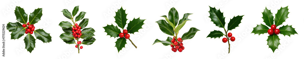 Fototapeta premium Holly sprig set including various arrangements of red berries and green leaves isolated. Christmas and holiday decoration collection.