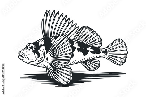 Fish illustration on transparent with distinct dorsal fin and dark markings. Vector hand drawn