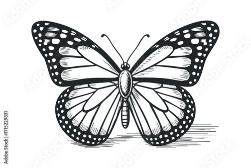 Detailed black ink butterfly outline on a transparent. Vector hand drawn