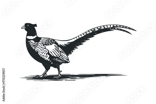 Pheasant graphic on transparent. Vector hand drawn