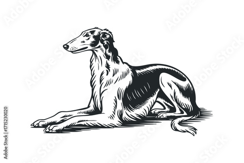 Elegant Borzoi dog lying down, detailed line art, transparent. Vector hand drawn