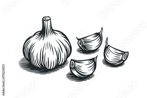 Whole garlic bulb and cloves on a white isolated background. Vector hand drawn
