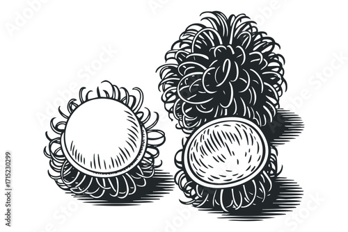 Ink drawing of lychee fruits with spiky exterior on transparent background. Vector hand drawn