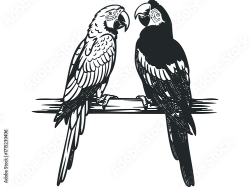 Two Macaws Perched Together on a Branch,. Vector hand drawn