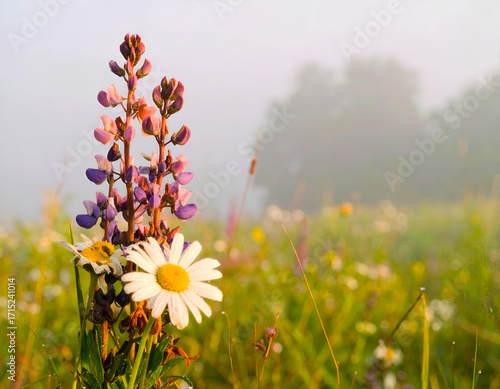 Blooming Flowers in a Misty Meadow at Dawn with Early Fog