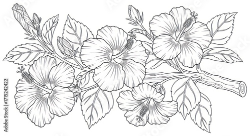 Wallpaper Mural Monochrome hibiscus floral design Torontodigital.ca