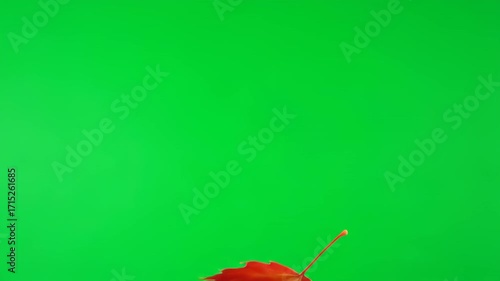A single autumn leaf slowly drifting and falling, isolated on a solid green screen nature, natural, compositing