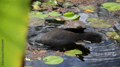 Dusky moorhen parent and chick eating during the late afternoon in the lake.
