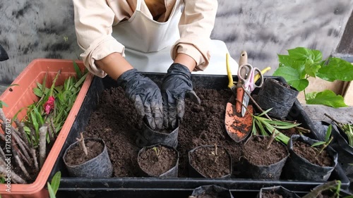 Hands wearing black gloves planting young seedlings in small black plastic bags with soil, gardening tools, and green plants, concept of gardening, plant care, agriculture, and eco-friendly lifestyle.