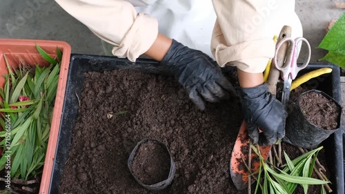 Hands wearing black gloves planting young seedlings in small black plastic bags with soil, gardening tools, and green plants, concept of gardening, plant care, agriculture, and eco-friendly lifestyle.