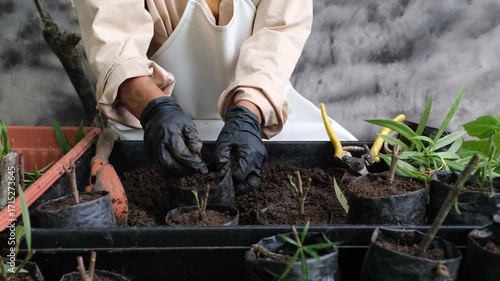 Hands wearing black gloves planting young seedlings in small black plastic bags with soil, gardening tools, and green plants, concept of gardening, plant care, agriculture, and eco-friendly lifestyle.