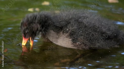 Dusky moorhen Chick eating during the late afternoon in the lake.