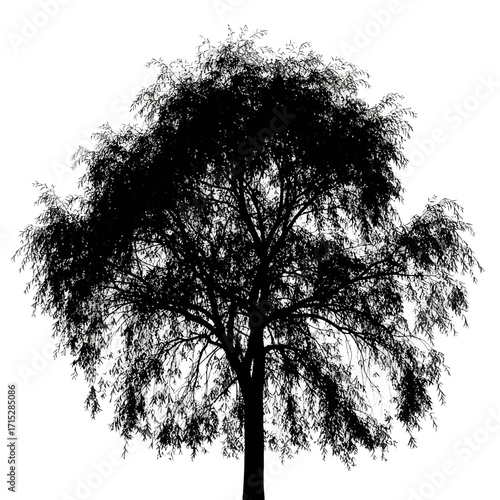Black silhouette of a weeping willow tree isolated on white background