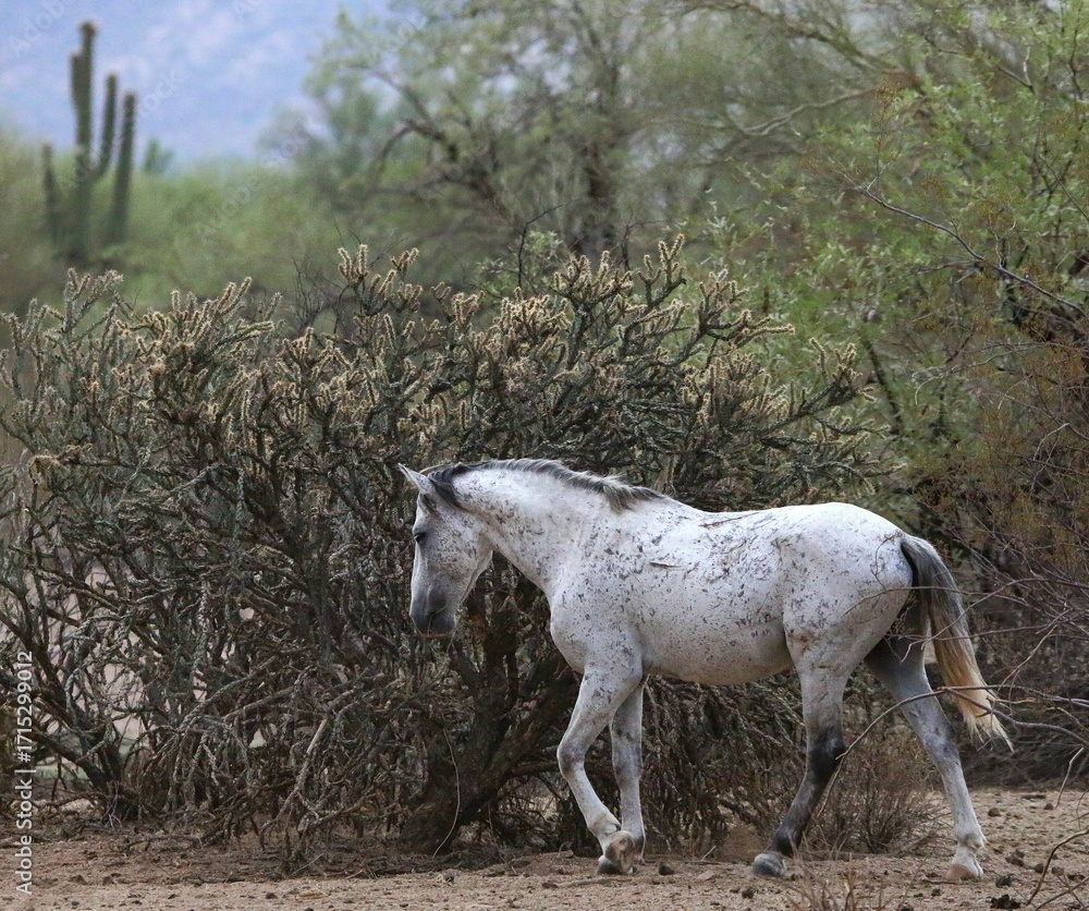 Obraz premium Wild Stallion in the Desert