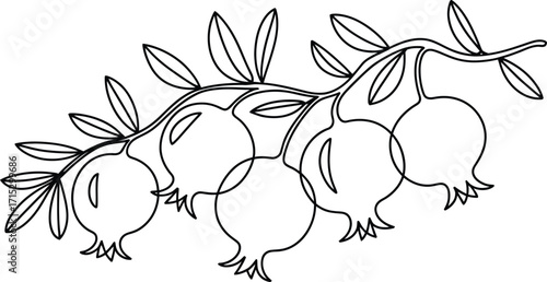 Stylized Pomegranate Branch with Leaves and Fruit Outline