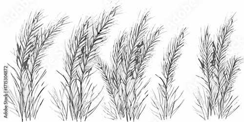 A monochrome illustration featuring several clumps of tall grass or reeds in a detailed drawing style | editable eps vectors silhouette